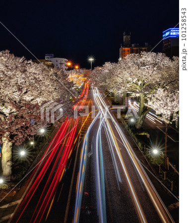 茨城県日立市　さくら通りの夜景と車の軌跡 101258543