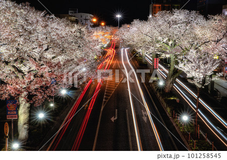 茨城県日立市　さくら通りの夜景と車の軌跡 101258545