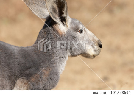 見つめるアカカンガルー 101258694