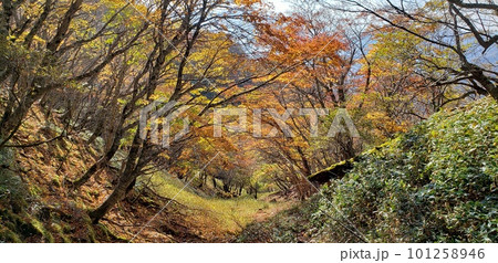 紅葉に映える渓谷 101258946