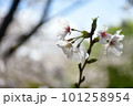 桜の一連挿 101258954