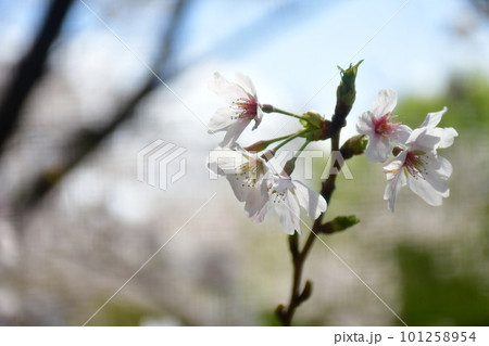 桜の一連挿 桜の一連挿 101258954