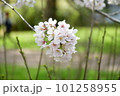 桜の花と若葉 101258955