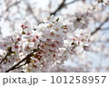 満開に咲いた桜の花 101258957