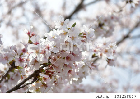 満開に咲いた桜の花 101258957