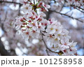 桜咲く 101258958