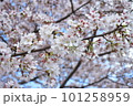 満開になった桜の花 101258959