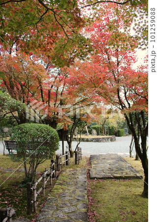 龍野のまちなみ　秋の龍野公園の紅葉谷の聚遠亭の庭園　苔むす庭園と石畳　兵庫県たつの市龍野町 101259088