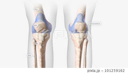 The knee joint contains ligaments, membranes, bursae, and cartilage that stabilize the joint during flexion, extension, and rotation. 101259162
