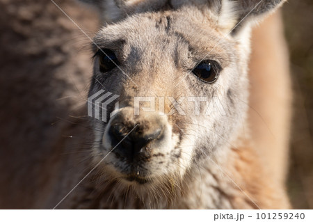見つめるアカカンガルー 見つめるアカカンガルー 101259240