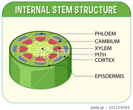 Internal structure of stem diagram 101259403