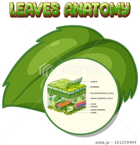 Internal structure of leaf diagram 101259404