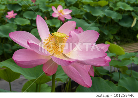 ピンクのハスの花をクローズアップ【神成古代蓮の里】 ピンクのハスの花をクローズアップ【神成古代蓮の里】 101259440