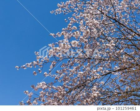青空と桜の樹 101259461