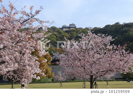 城山公園から見た満開の桜と伊予松山城 101259509