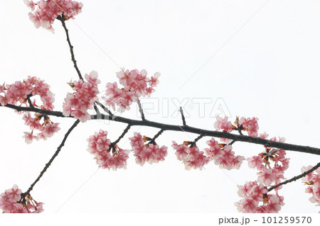 河津桜(上関) 河津桜(上関) 101259570