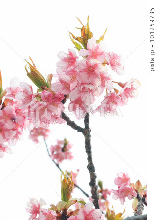 河津桜(上関) 101259735