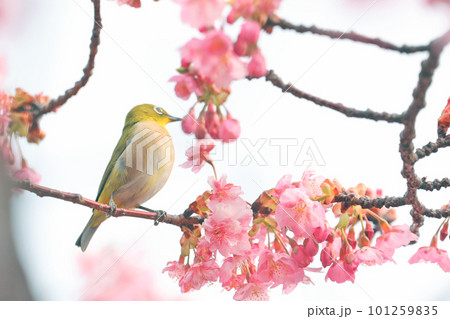 河津桜に来たメジロ 河津桜に来たメジロ 101259835
