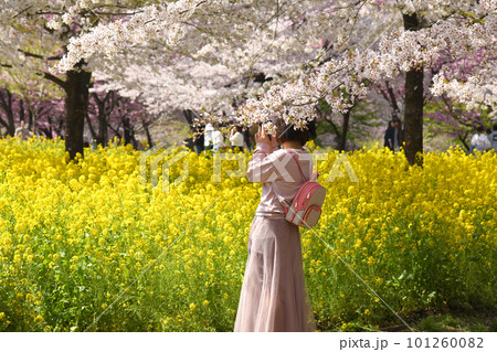 菜の花畑でスマホ撮影する女性 菜の花畑でスマホ撮影する女性 101260082