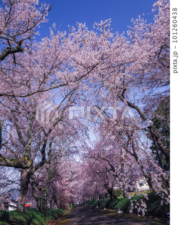 山口市阿東徳佐・徳佐八幡宮の桜並木 101260438