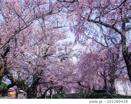山口市阿東徳佐・徳佐八幡宮の桜並木 山口市阿東徳佐・徳佐八幡宮の桜並木 101260439