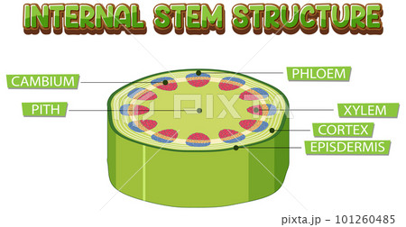 Internal structure of stem diagram Internal structure of stem diagram 101260485