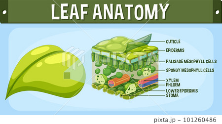 Internal structure of leaf diagram 101260486