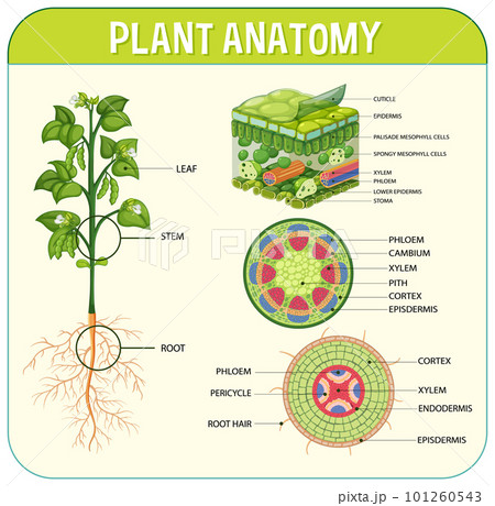 Internal structure of leaf diagram 101260543