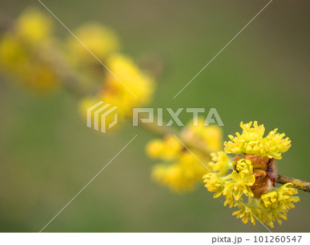 3月に咲いた春の訪れを告げる檀香梅（ダンコウバイ）の花 101260547