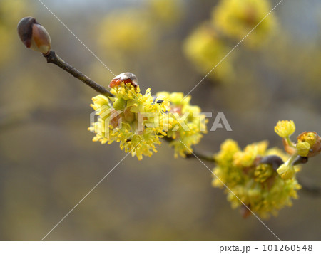 3月に咲いた春の訪れを告げる檀香梅（ダンコウバイ）の花 101260548