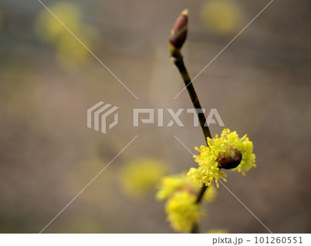 3月に咲いた春の訪れを告げる檀香梅(ダンコウバイ)の花 3月に咲いた春の訪れを告げる檀香梅(ダンコウバイ)の花 101260551