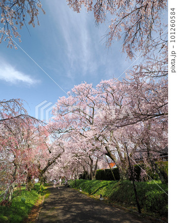 山口市阿東徳佐・徳佐八幡宮の桜並木 101260584