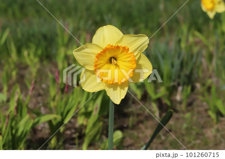 春の陽射しを浴びるカップ咲きの黄色い大杯スイセンの花 春の陽射しを浴びるカップ咲きの黄色い大杯スイセンの花 101260715