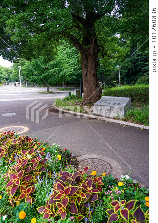 代々木公園 原宿門前(東京都渋谷区) 代々木公園 原宿門前(東京都渋谷区) 101260836