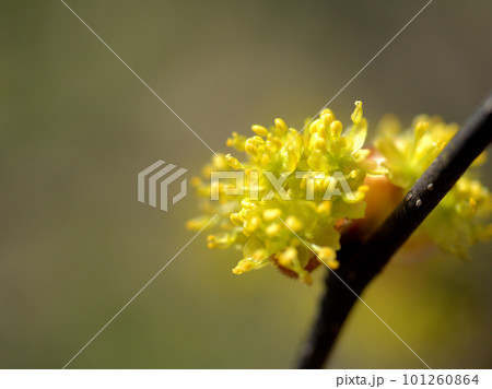 3月に咲いた春の訪れを告げる檀香梅(ダンコウバイ)の花 3月に咲いた春の訪れを告げる檀香梅(ダンコウバイ)の花 101260864