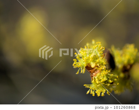 3月に咲いた春の訪れを告げる檀香梅（ダンコウバイ）の花 101260868