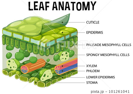 Internal structure of leaf diagram 101261041
