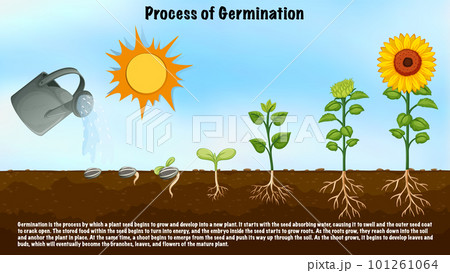 Process of Germination Diagram for Science Education Process of Germination Diagram for Science Education 101261064
