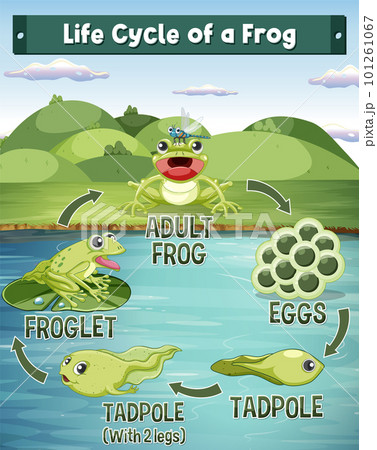 Frog Life Cycle Diagram 101261067