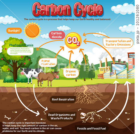 Carbon Cycle Diagram For Science Educationのイラスト素材 [101261080] - PIXTA