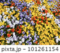 カラフルなパンジーの花 101261154