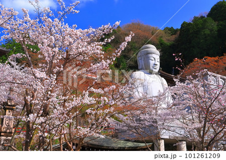 【奈良県】桜が満開の壺阪寺（桜大仏） 101261209