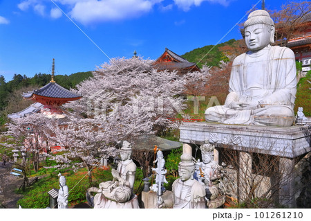 【奈良県】桜が満開の壺阪寺（桜大仏） 101261210