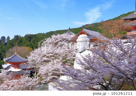 【奈良県】桜が満開の壺阪寺(桜大仏) 【奈良県】桜が満開の壺阪寺(桜大仏) 101261211
