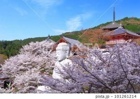 【奈良県】桜が満開の壺阪寺(桜大仏) 【奈良県】桜が満開の壺阪寺(桜大仏) 101261214