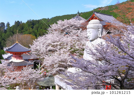 【奈良県】桜が満開の壺阪寺(桜大仏) 【奈良県】桜が満開の壺阪寺(桜大仏) 101261215