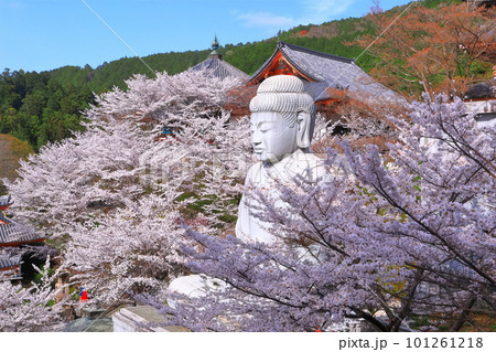 奈良県】桜が満開の壺阪寺（桜大仏）の写真素材 [101261218] - PIXTA