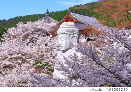 【奈良県】桜が満開の壺阪寺(桜大仏) 【奈良県】桜が満開の壺阪寺(桜大仏) 101261219