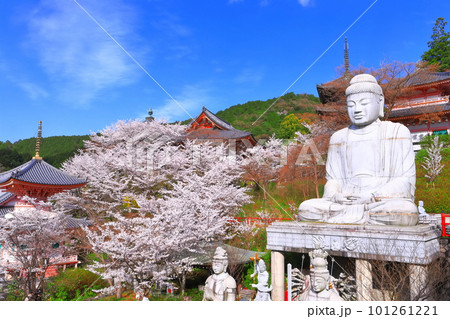 【奈良県】桜が満開の壺阪寺（桜大仏） 101261221