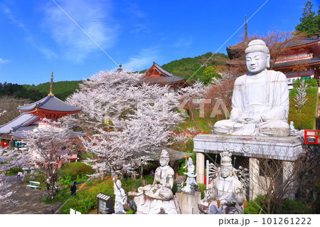 【奈良県】桜が満開の壺阪寺(桜大仏) 【奈良県】桜が満開の壺阪寺(桜大仏) 101261222